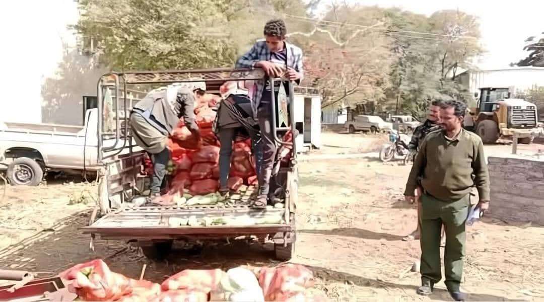 إتلاف خضروات بعد الاشتباه بريّها بمياه الصرف الصحي