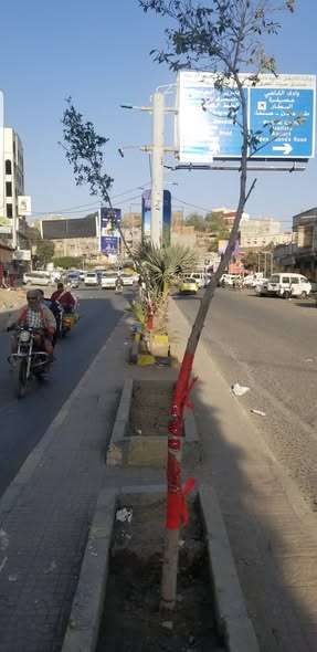 فريق التشجير بصندوق النظافة يعالج أشجاراً تعرضت للاعتداء في الحصب