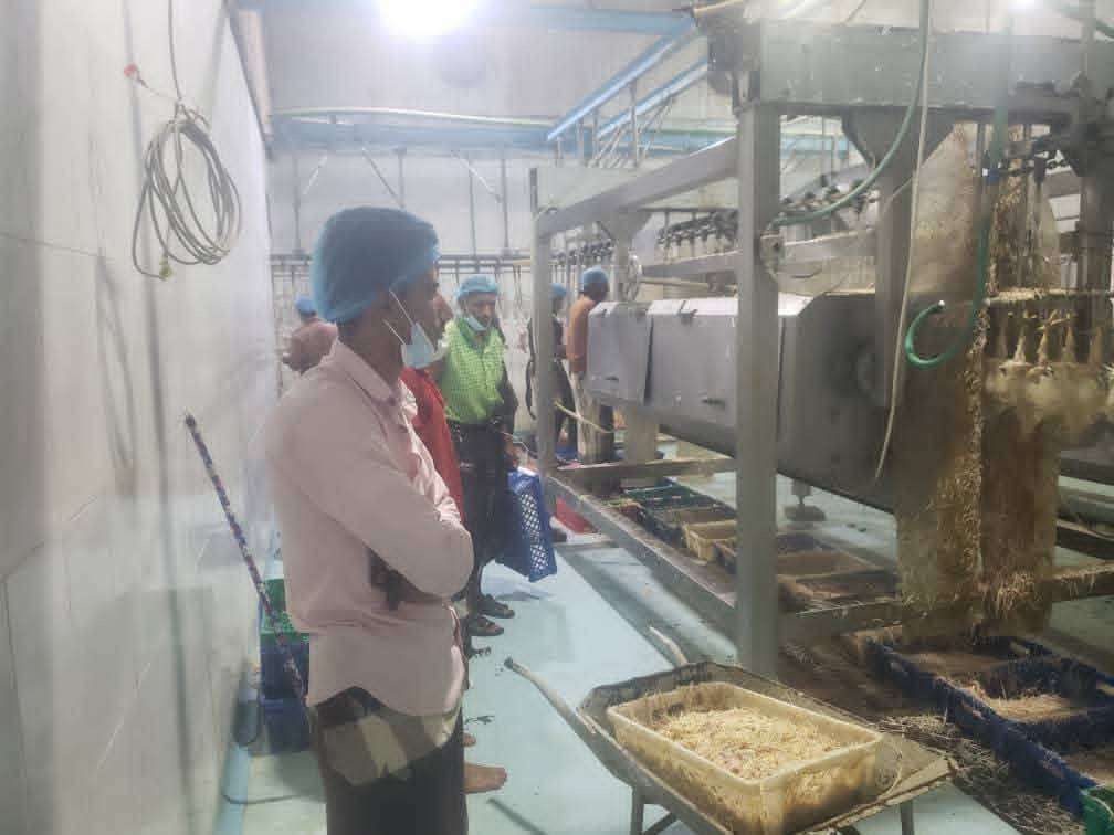 13 طناً من الدجاج المحلي يومياً إنتاج المسلخ الآلي بالحديدة