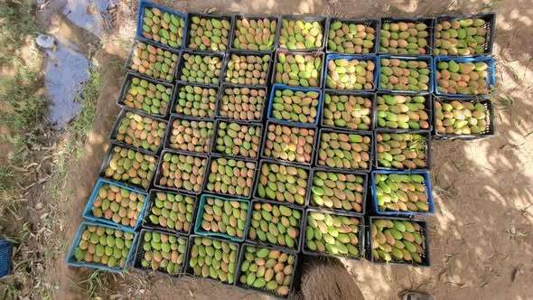 محصول وفير من المانجو في تهامة يعكس خصوبة الأراضي الزراعية