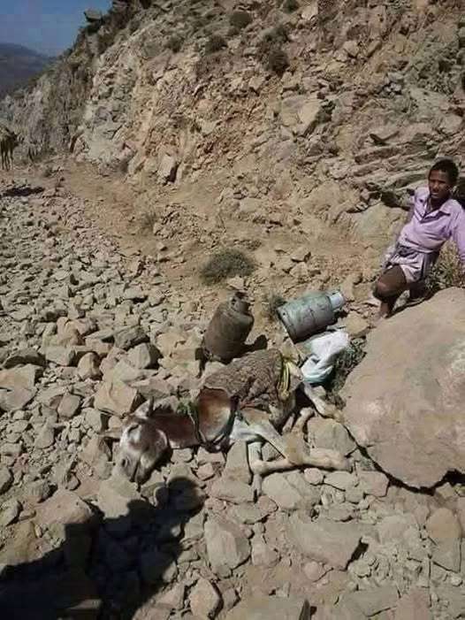 حادث يصيب مواطن وحماره أثناء بحثه عن الغاز