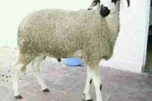 نطحة كبش تقتل طفلاً