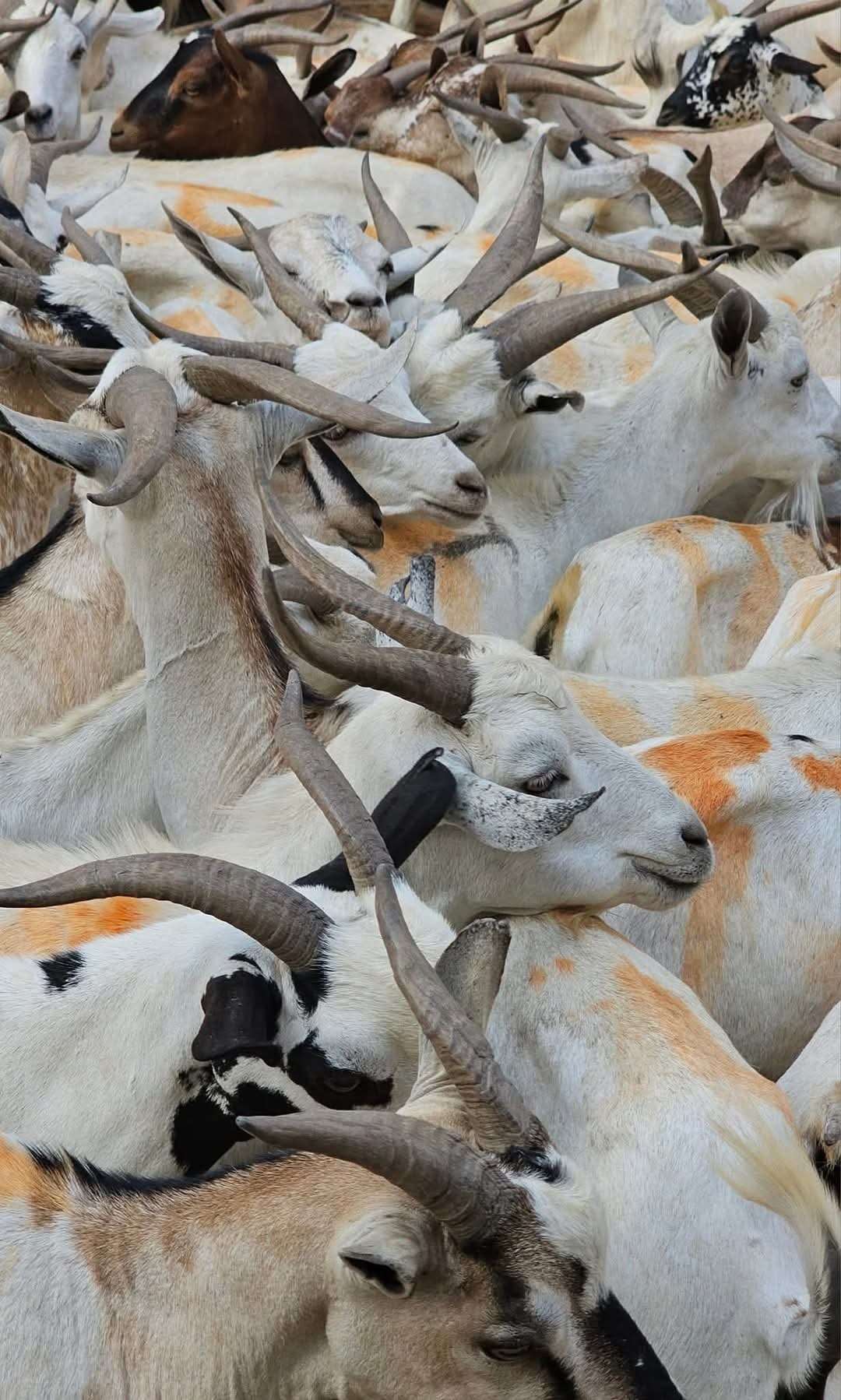 ضعف الإقبال على هذا النوع من المواشي بعدن لهذا السبب