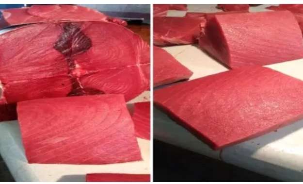 اسعار الاسماك اليوم في عدن