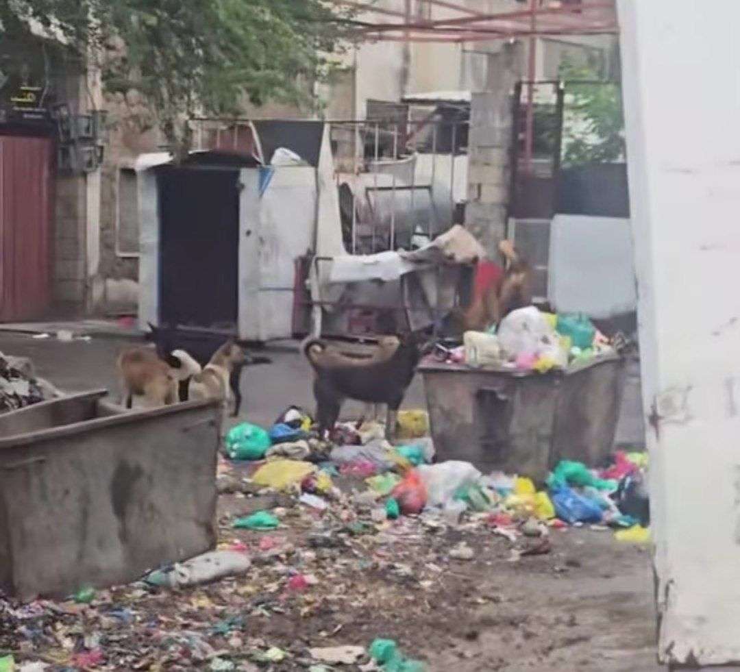 كلاب سائبة تجتاح أحياء تعز.. ومطالبات بحلول عاجلة لحماية السكان