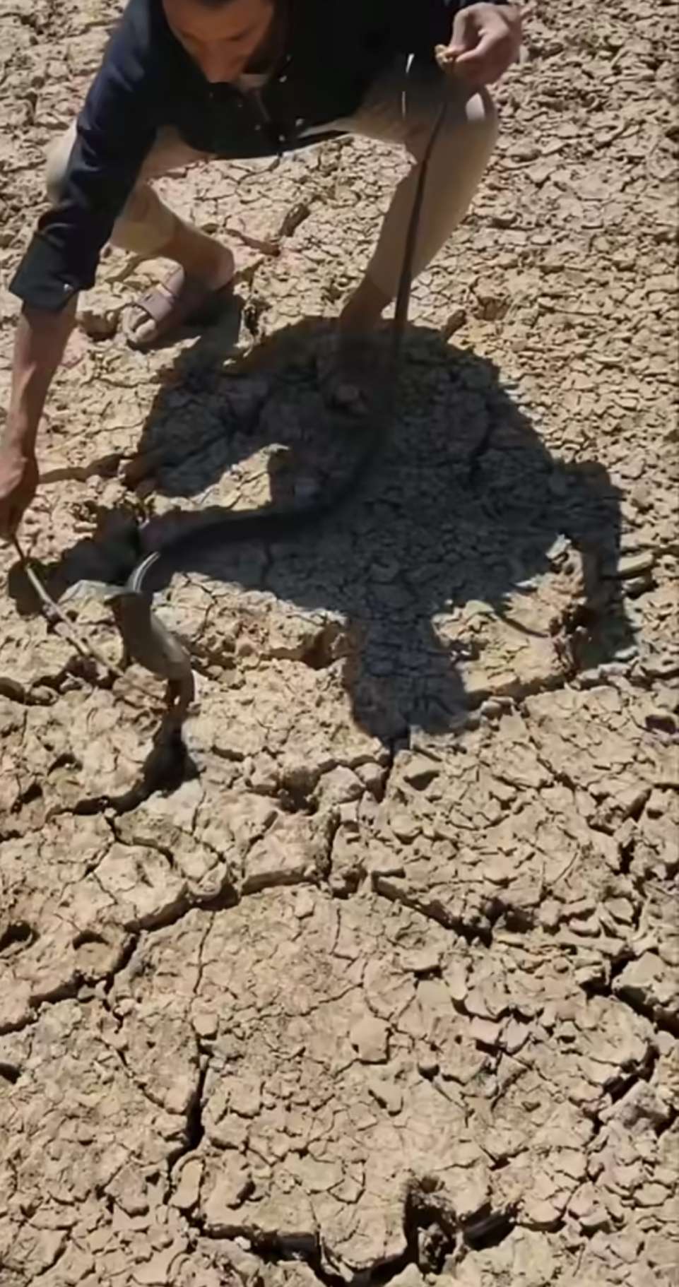 الربيعي يضبط كوبرا