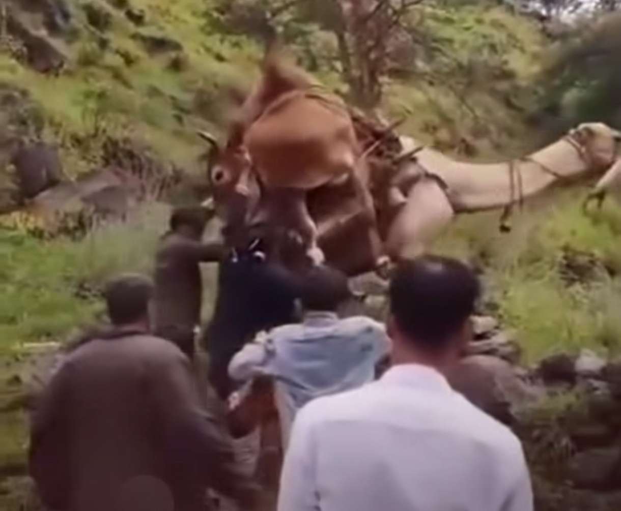 مشهد غير معتاد في إب.. أهالي يحملون ثورًا فوق جمل بعد إصابته