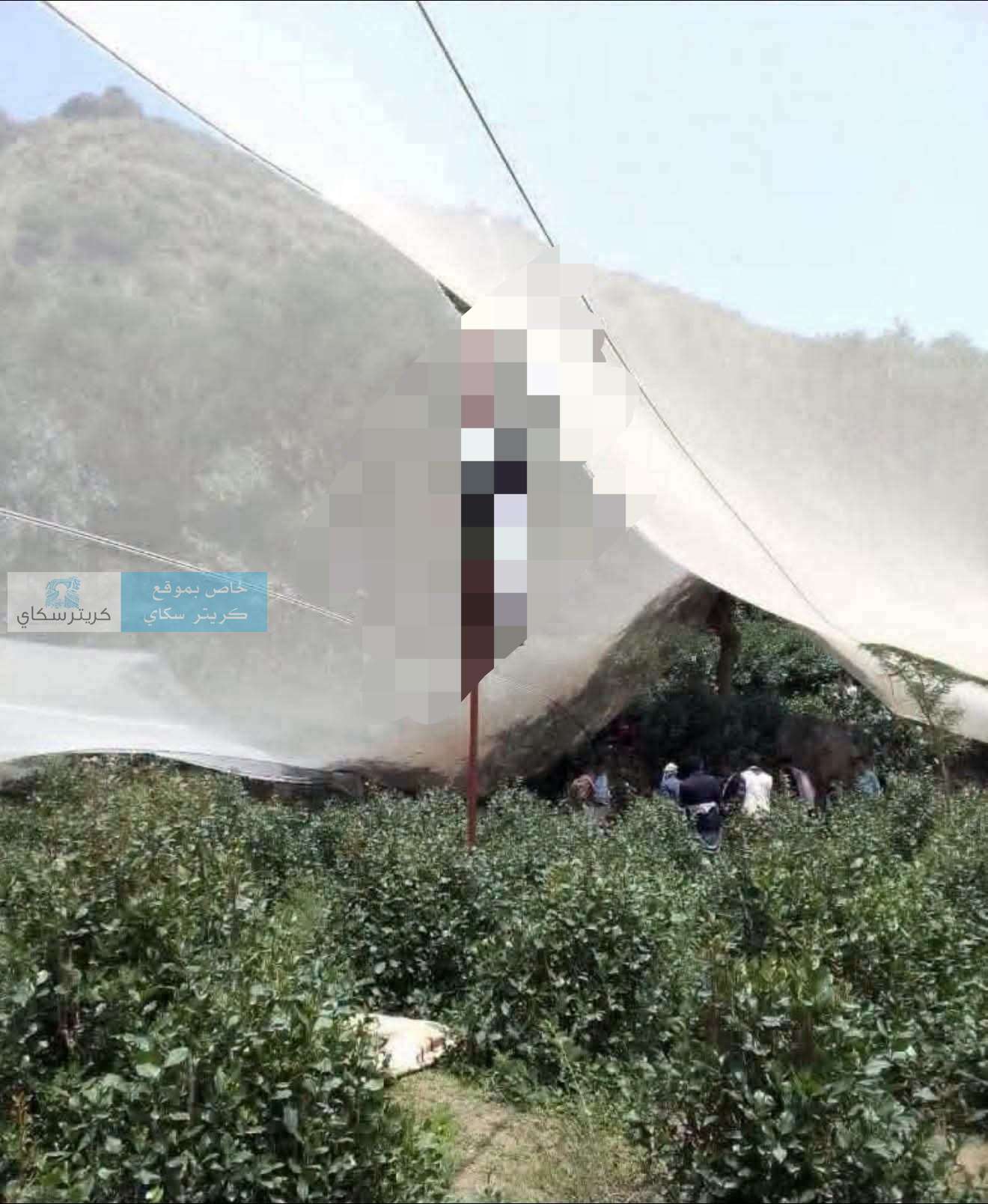 حادثة مؤلمة.. العثور على شاب مشنو قاً  على شجرة