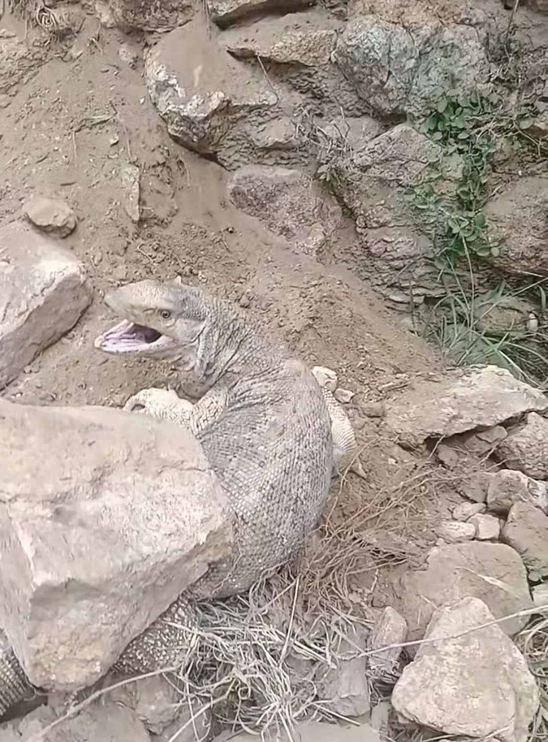 القبض على حيوان مفترس في لحج