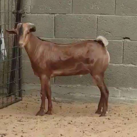 نطحة تيس تنهي حياة شاب