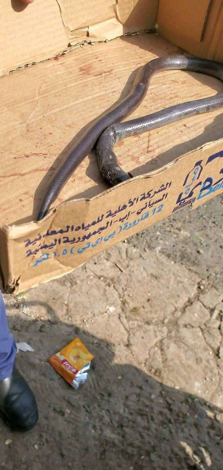 لدغة ثعبان تتسبب بوفاة مواطن في تعز