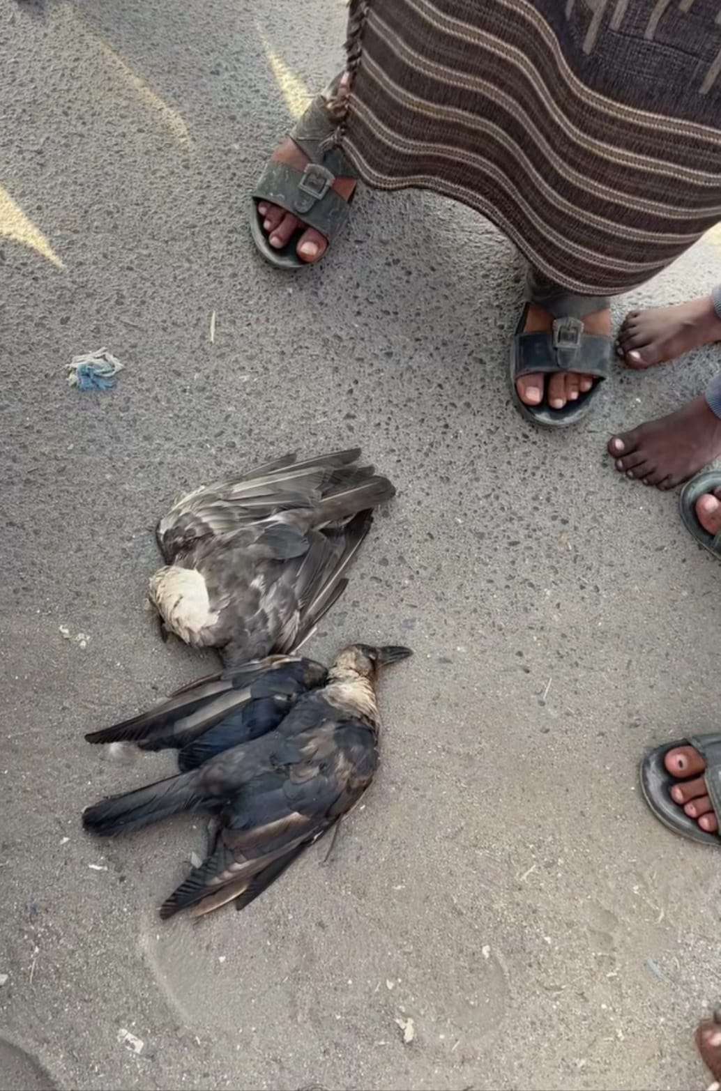 بعد رصد وتتبع لعدة أيام.. القضاء على «زعيم الغراب» في عدن