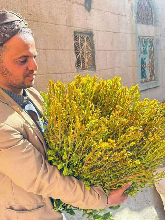 مطالبات بمنع دخول «نوع من القات» إلى شبوة