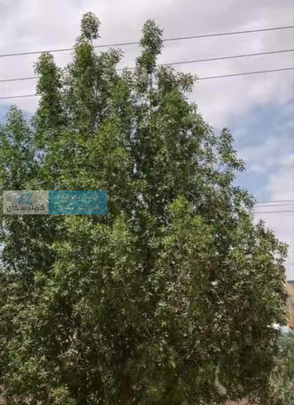 أشجار تقترب من أسلاك الضغط العالي وسط تحذيرات من كارثة