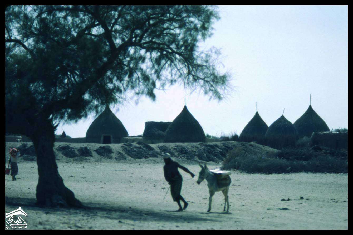 تهامة تكتب فصلاً جديدًا في سجل الأيام