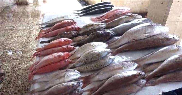 صدور قرار حاسم بشان اسعار الاسماك بعدن