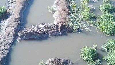 تحذيرات من انتشار خضروات مروية بالمجاري ومطالب بإجراءات صارمة